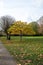 A gentleman walking past a pretty tree in regents park  UK