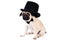 Gentlemen pug dog wearing hat