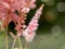 Gently astilbe japonica flower