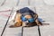 Gently Basset hound puppy with sunglasses