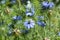 Gently blue flowers of ragged lady