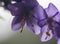 Gently lilac flower bell with yellow stamens in the middle on a white background closeup. Campanula