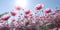 Gently pink flowers of anemones in field against blue sky