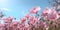 Gently pink flowers of anemones in field against blue sky