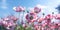 Gently pink flowers of anemones in field against blue sky