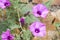 Gently pink flowers Ipomoea farbitis with green leaves against the background of an old farbitis wall of the castle.