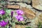 Gently pink flowers Ipomoea farbitis with green leaves against the background of an old farbitis wall of the castle.