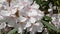 Gently pink flowers of Oleander sway in the wind. Flowering bush Oleander ordinary. A beautiful tropical plant.