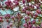 Gently pink magnolia flowers on a tree branch