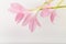 Gently pink pastel color flowers on a white background. Copy space. Birthday, Mother`s, Valentines, Women`s, Wedding Day