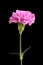 Gently purple carnation isolated on black background. Closeup