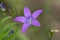 gently purple flower,
