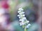 Gently Purple Salvia farinacea sage flower in garden with soft selective focus ,delicate dreamy beauty of nature pretty background