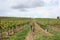 Gently sloping hill of vineyards, Herxheim am berg, Germany.