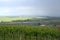 Gently sloping hill of vineyards, Herxheim am berg, Germany.