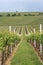 Gently sloping hill of vineyards, Herxheim am berg, Germany.