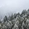 The gently sloping snow frosted conifer trees revealing a further ridge in the fog of snow