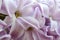 Gently violet blossoming out flower of hyacinth with droplets of water