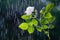 Gently white rose against the background of a droplet of summer rain