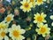 Gently yellow flowers of Zinnia on the flowerbed