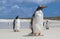 Gento Penguins close-up at Falkland Islands