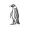 Gentoo atlantic emperor or king penguin isolated