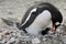 Gentoo chick eating from mom