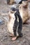 Gentoo Chicks