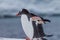 Gentoo couple who mate for life in Antarctica