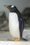 Gentoo penguin