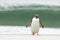 Gentoo penguin against a massive wave