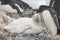 Gentoo penguin albino on the Antarctic Peninsula.