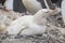 Gentoo penguin albino on the Antarctic Peninsula.