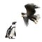 Gentoo penguin, american bald eagle in flight