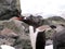 Gentoo penguin in Antarctic