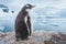 Gentoo penguin in Antarctica, antarctic nature wildlife