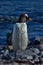 Gentoo Penguin in Antarctica Peninsula