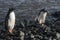 Gentoo Penguin, Antartica