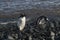 Gentoo Penguin, Antartica