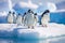 Gentoo penguin band is on the ice against the backdrop of icebergs