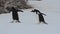 Gentoo penguin behaviors