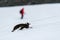 Gentoo penguin belly sliding up snowfield penguin highway on Danco Island, Antarctica, tourist in red coat in background