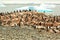 Gentoo penguin breeding colony, Antarctica