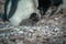 Gentoo penguin cares for two chicks
