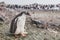 Gentoo penguin chic in Antarctica, cute baby animal
