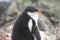 Gentoo penguin chick