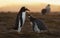 Gentoo penguin chick asking for food at sunset