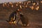 Gentoo penguin chick asking mother for food at sunset