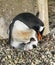 Gentoo Penguin Chick Damoy Point Antarctica