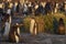 Gentoo Penguin chick in the Falkland Islands